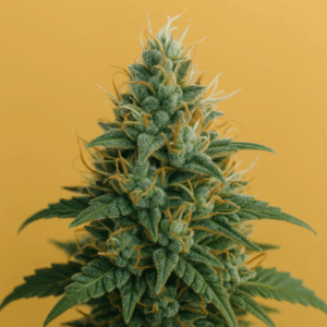 Auto Trainwreck Seeds