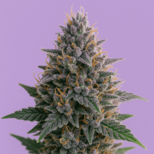 Auto Tropicana Cookies