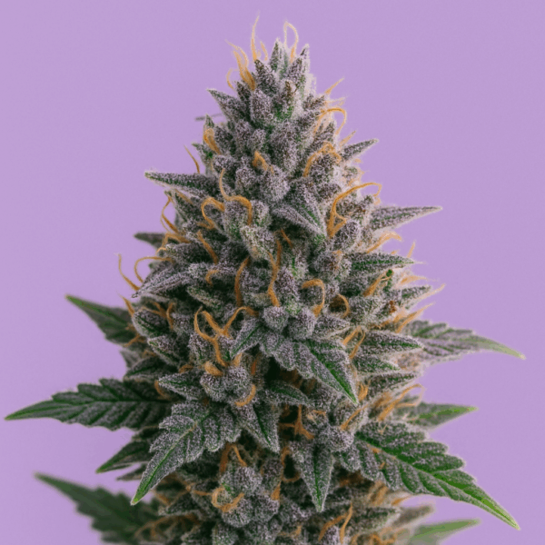 Auto Tropicana Cookies