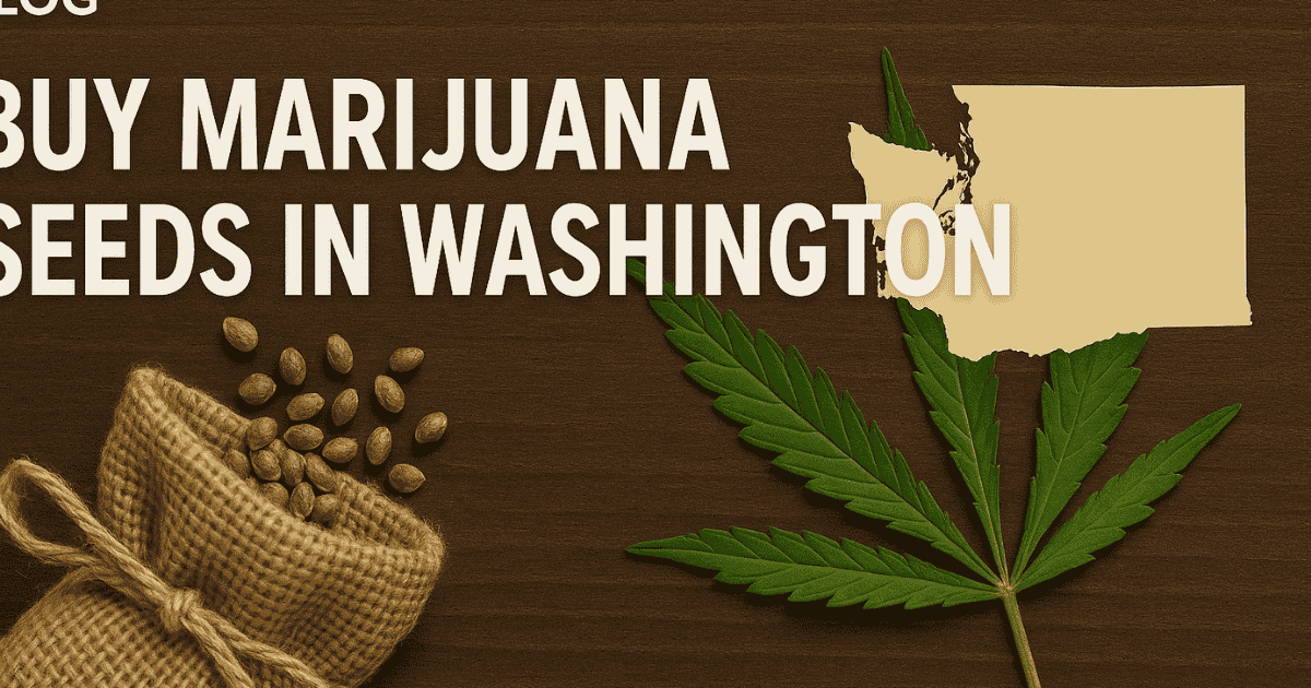 Buy marijuana seeds in Washington DC– premium cannabis genetics from The Seed Connect with fast, discreet shipping.