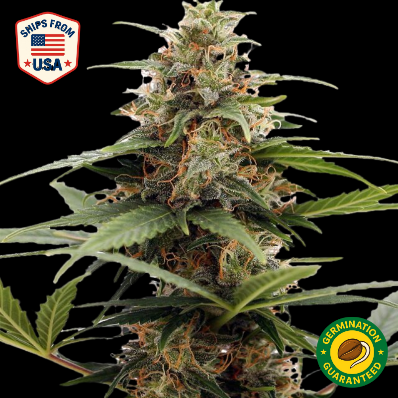 Auto Grape Cream Cake