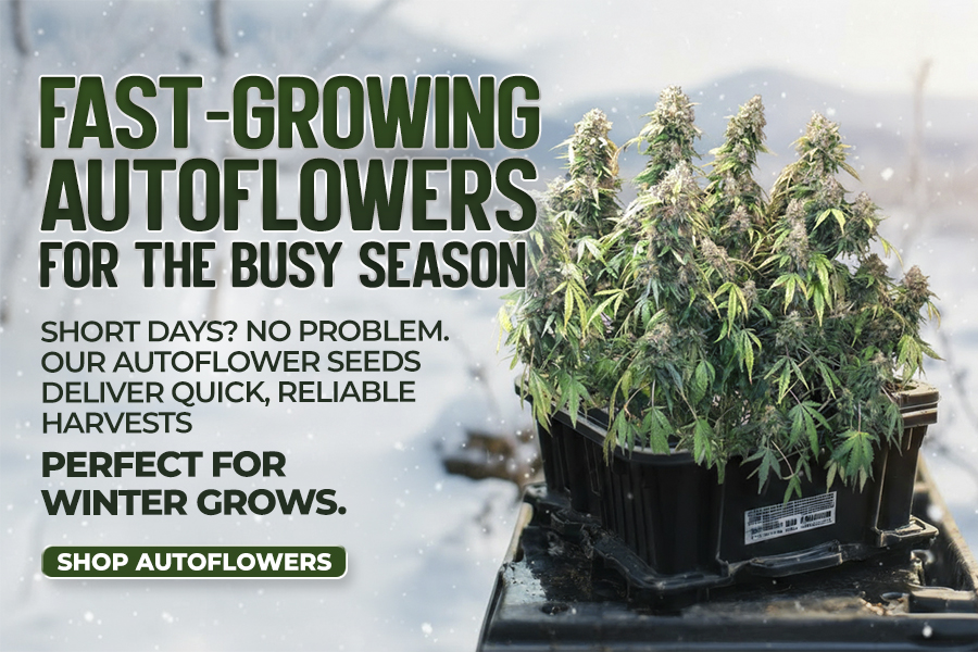 Autoflower winter seeds