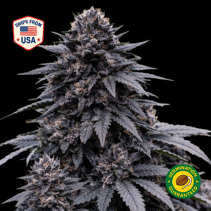 Black African Magic Regular Seeds