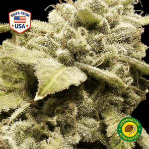 Gorilla Widow Regular seeds